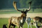 Fallow Deer Buck