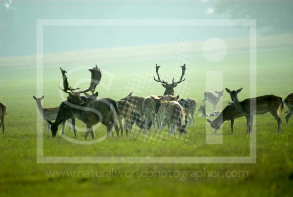 Fallow Deer Herd