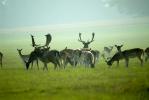 Fallow Deer Herd