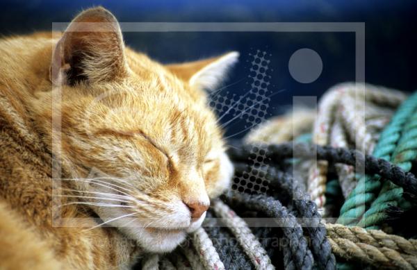 Fisherman's Cat