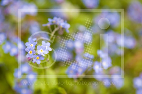 Forget-Me-Not