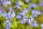 Forget-Me-Not