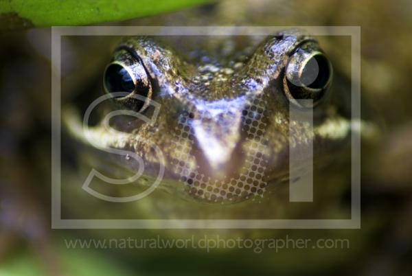 Common Frog Portrait