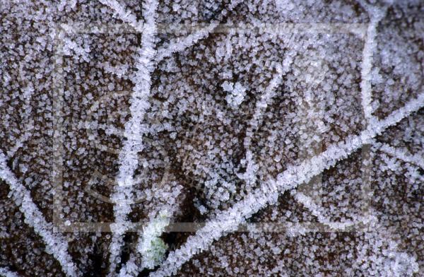 Frost Leaf