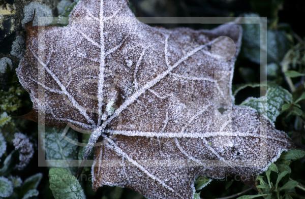 Frost Covered Leaf