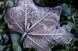 Frost Covered Leaf