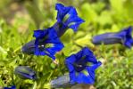 Gentian