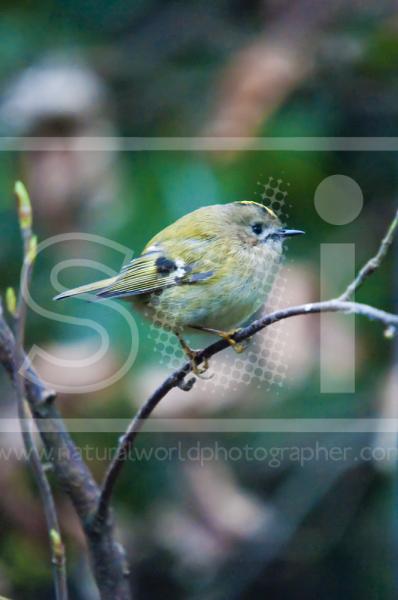 Goldcrest