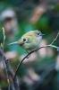 Goldcrest