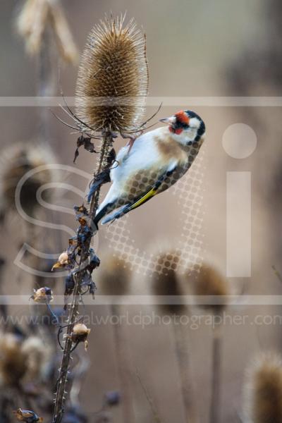 Goldfinch