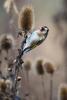 Goldfinch