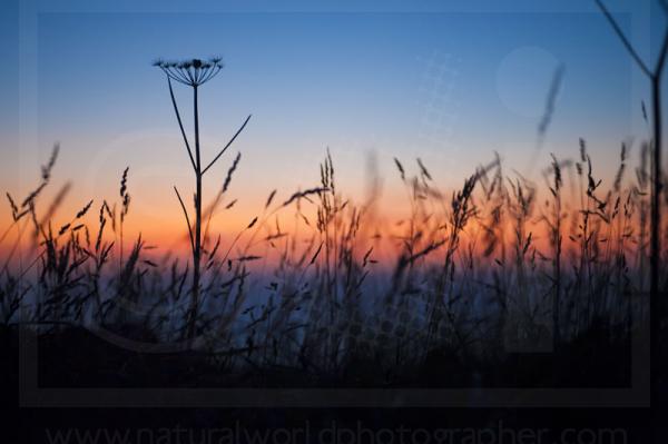 Grass Silhouette