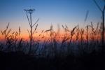 Grass Silhouette