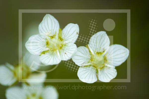 Grass of Parnassus