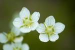 Grass of Parnassus