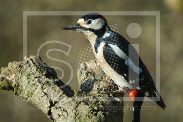 Great Spotted Woodpecker