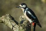 Great Spotted Woodpecker