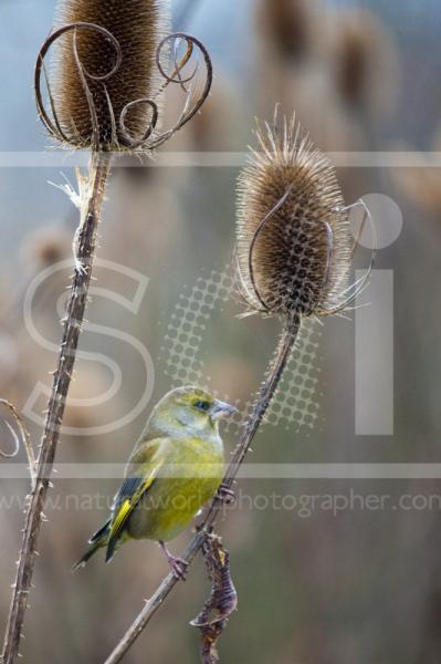 Greenfinch