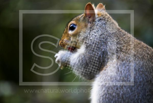 Grey Squirrel