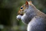 Grey Squirrel