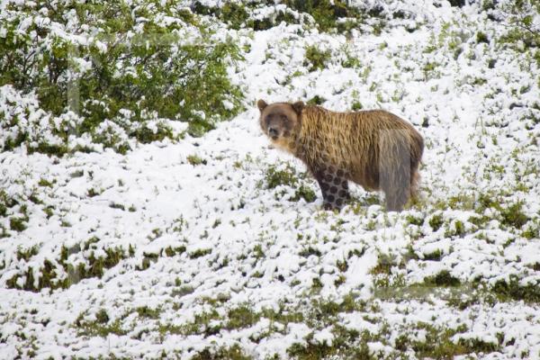 Grizzly Bear in the snow