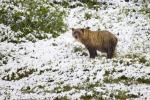 Grizzly Bear in the snow