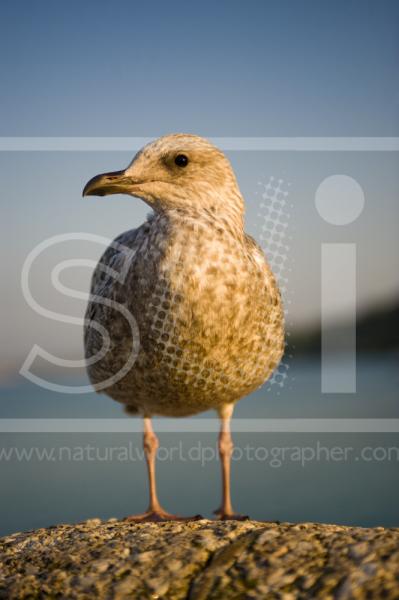 Young Herring Gull