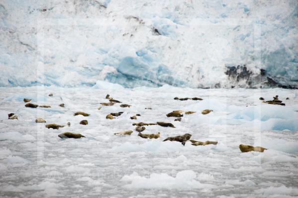 Harbour Seals