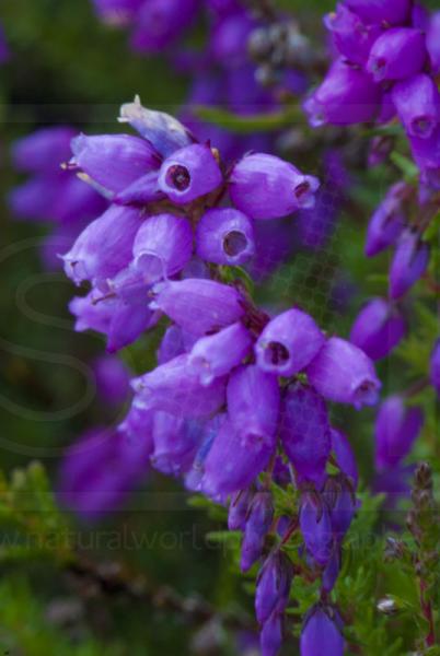 Scottish Heather