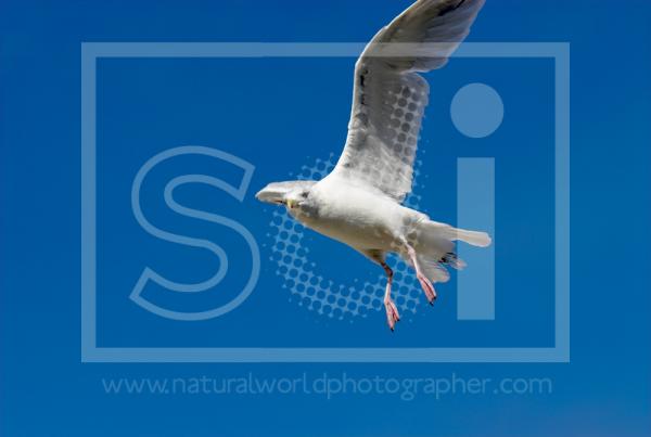 Herring Gull