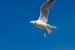 Herring Gull