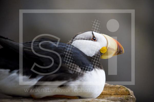 Horned Puffin Resting