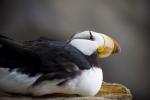 Horned Puffin Resting