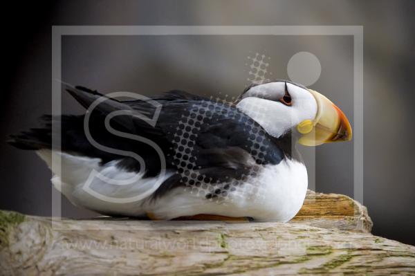 Horned Puffin