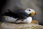 Horned Puffin