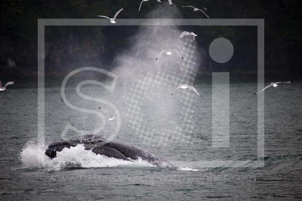 Humpback Whale Lunge Feeding