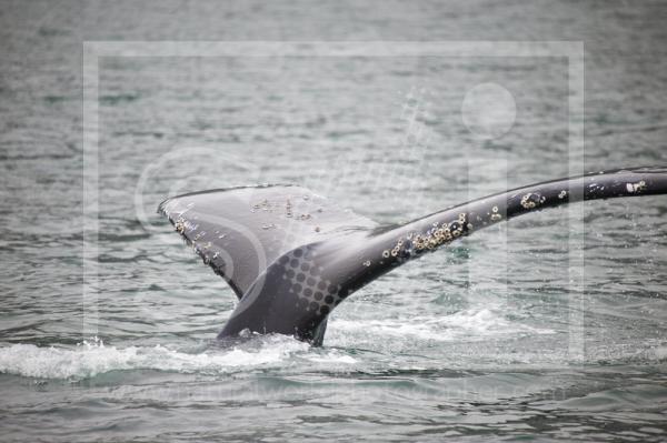 Humpback Fluke