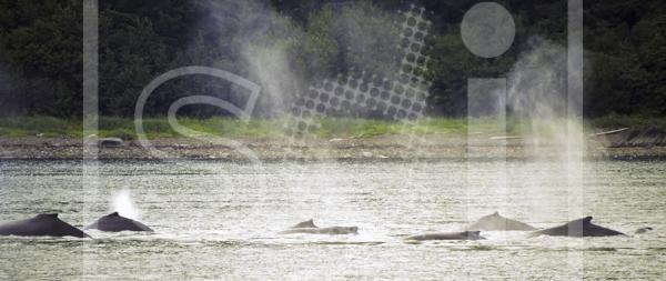 Humpback Whales