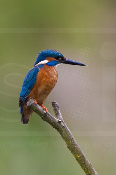 Male Kingfisher Portrait