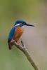 Male Kingfisher Portrait