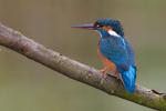 Female Kingfisher Portrait