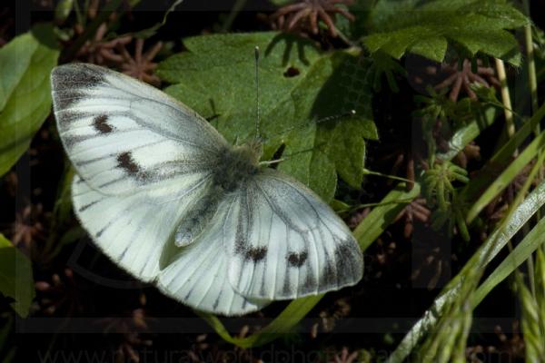 Large White