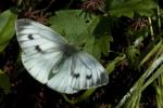 Large White