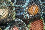 Lobster Pots