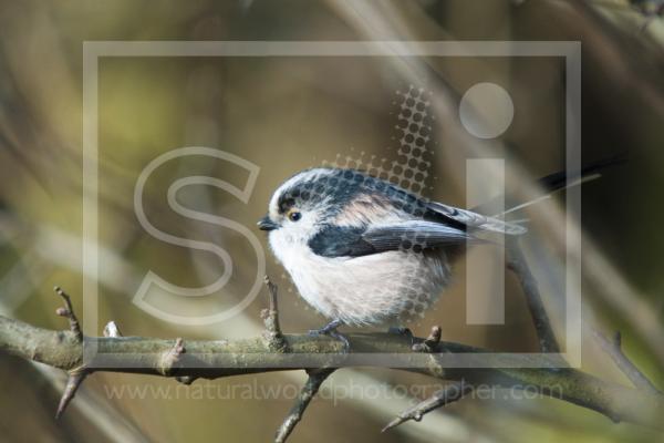 Long-Tailed Tit