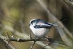 Long-Tailed Tit