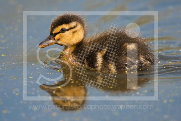 Mallard Chick