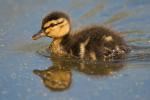 Mallard Chick