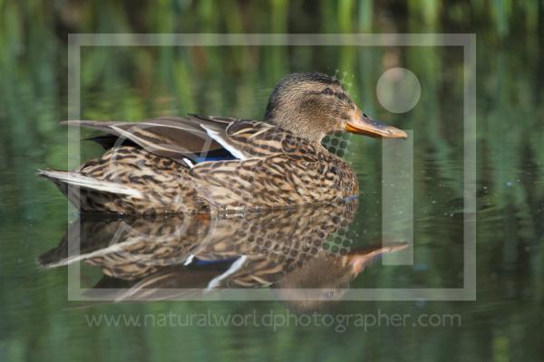 Mallard