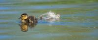 Mallard and Feather